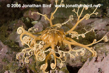 Northern Basket Sea star [Gorgonocephalus arcticus]