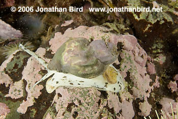 Waved Whelk [Buccinum undatum]