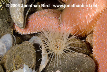 Atlantic Tube Anemone [Cerianthus borealis]