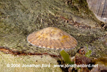 Tortoise-shell Limpet [Notoacmaea testudinalis]