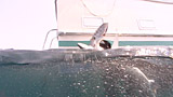 Click for video preview
(Opens in new window) Click for video preview
(Opens in new window)