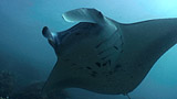 Manta Ray