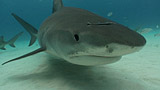 Tiger shark