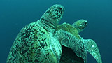 Sea Turtles Mating