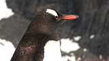 Gentoo Penguin