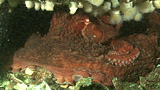 Giant Pacific Octopus