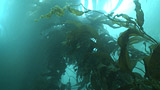 Kelp