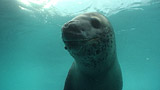 Leopard Seal