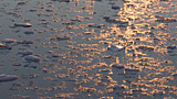 Click for video preview
(Opens in new window) Click for video preview
(Opens in new window)