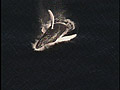 Click for video preview
(Opens in new window) Click for video preview
(Opens in new window)