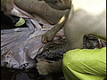 Click for video preview
(Opens in new window) Click for video preview
(Opens in new window)