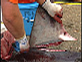 Click for video preview
(Opens in new window) Click for video preview
(Opens in new window)