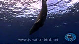 Click for video preview
(Opens in new window) Click for video preview
(Opens in new window)
