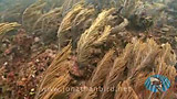 Click for video preview
(Opens in new window)