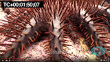 Click for video preview
(Opens in new window) Click for video preview
(Opens in new window)