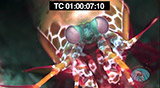 Click for video preview
(Opens in new window) Click for video preview
(Opens in new window)