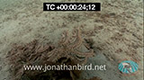 Click for video preview
(Opens in new window) Click for video preview
(Opens in new window)