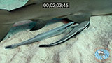 Click for video preview
(Opens in new window) Click for video preview
(Opens in new window)